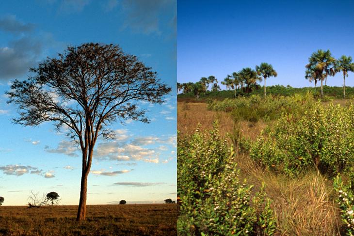 Detener la deforestación